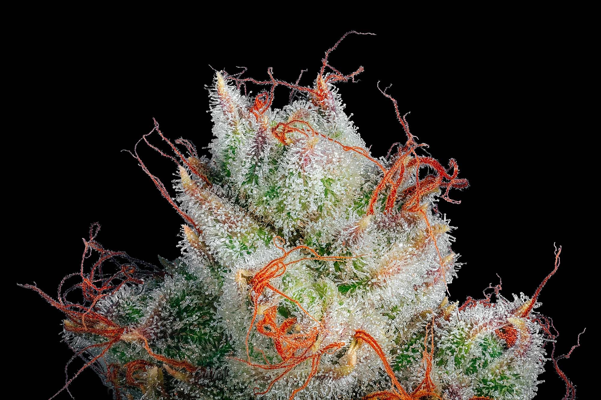 Jolly Boys cannabis