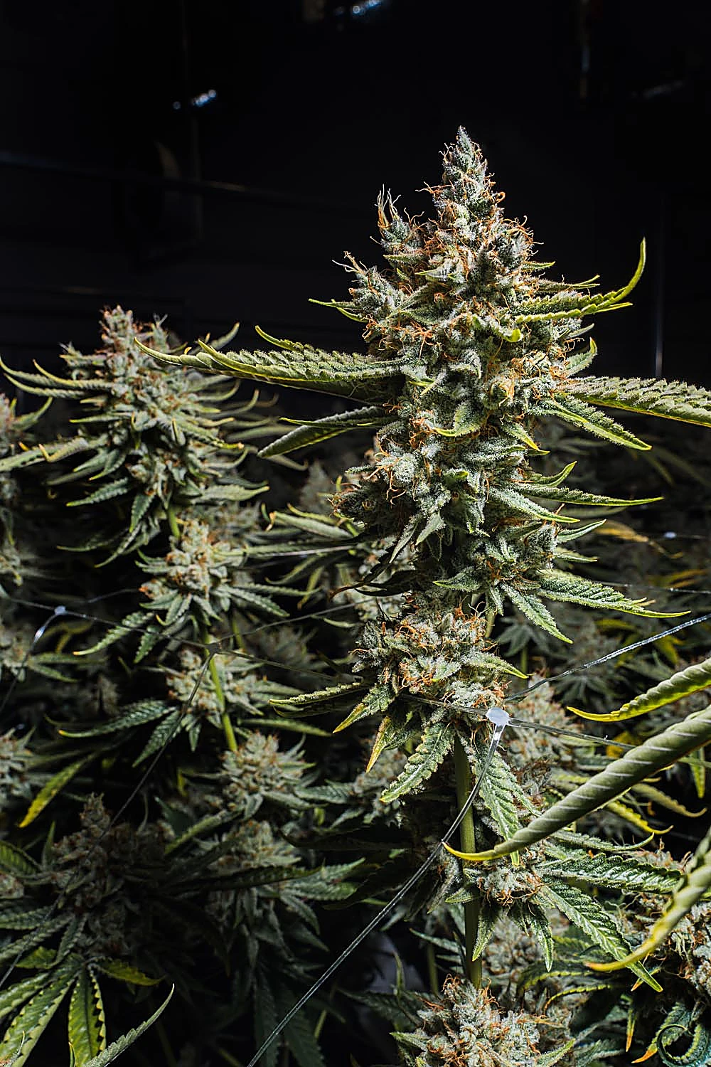 Sitka Legends cultivation