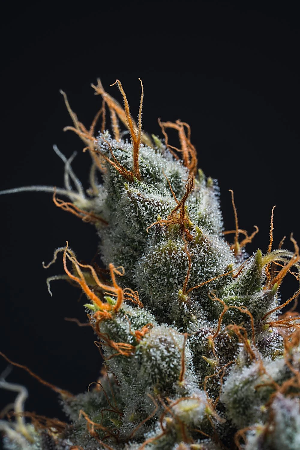 Sitka Legends cultivation