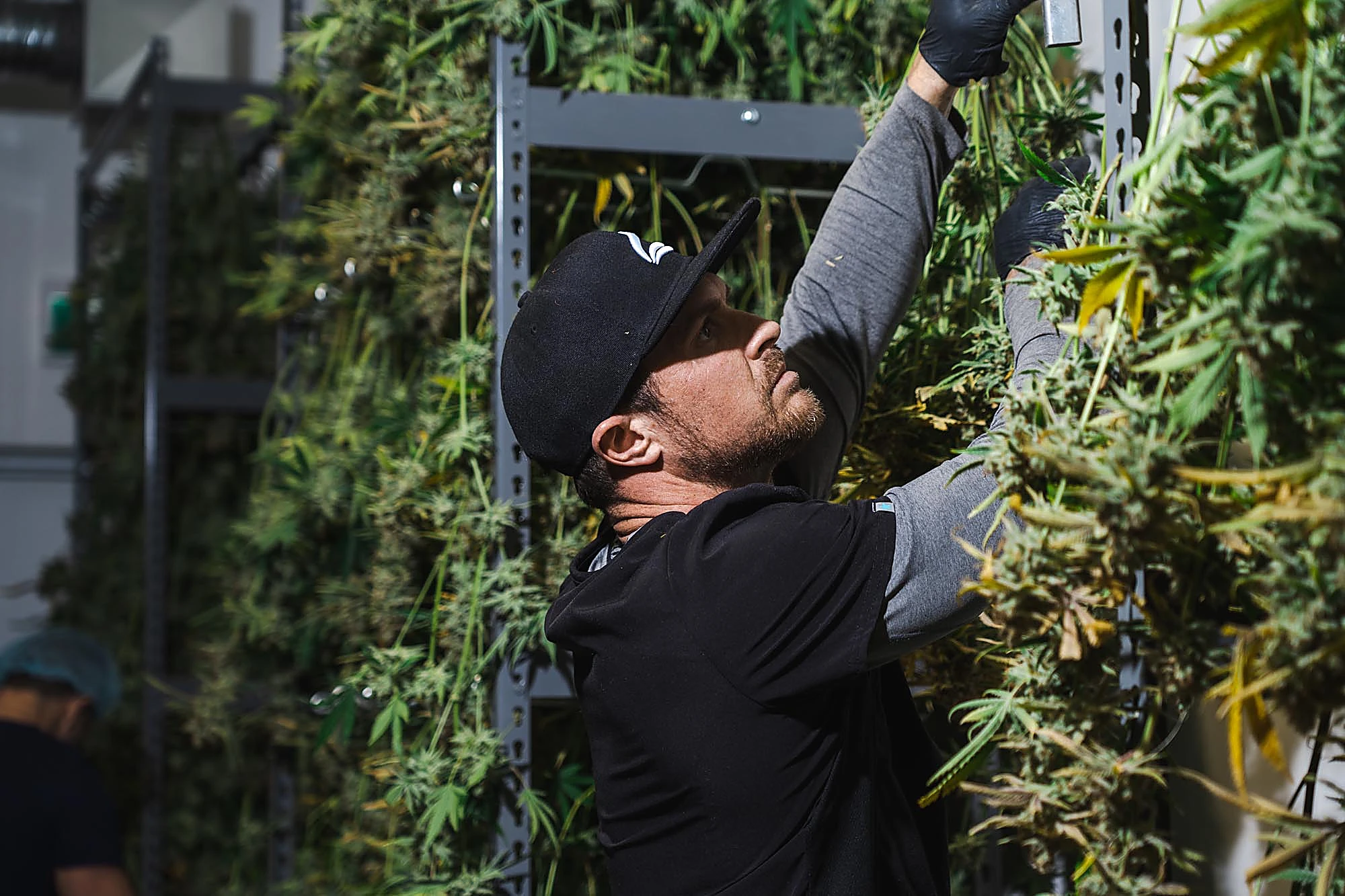 Growing operations