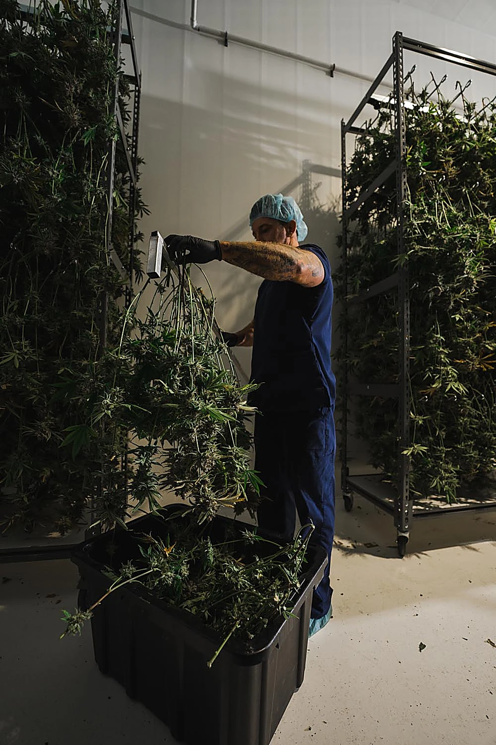 Craft Kings cultivation