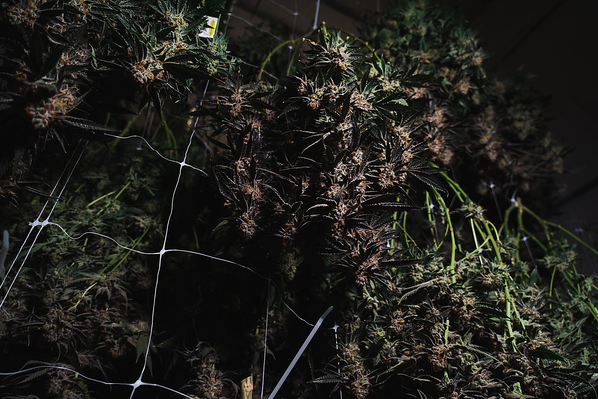 Quadessence cultivation
