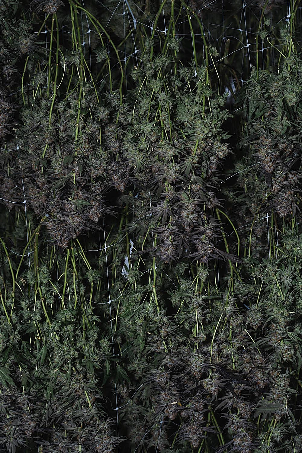 Quadessence cultivation