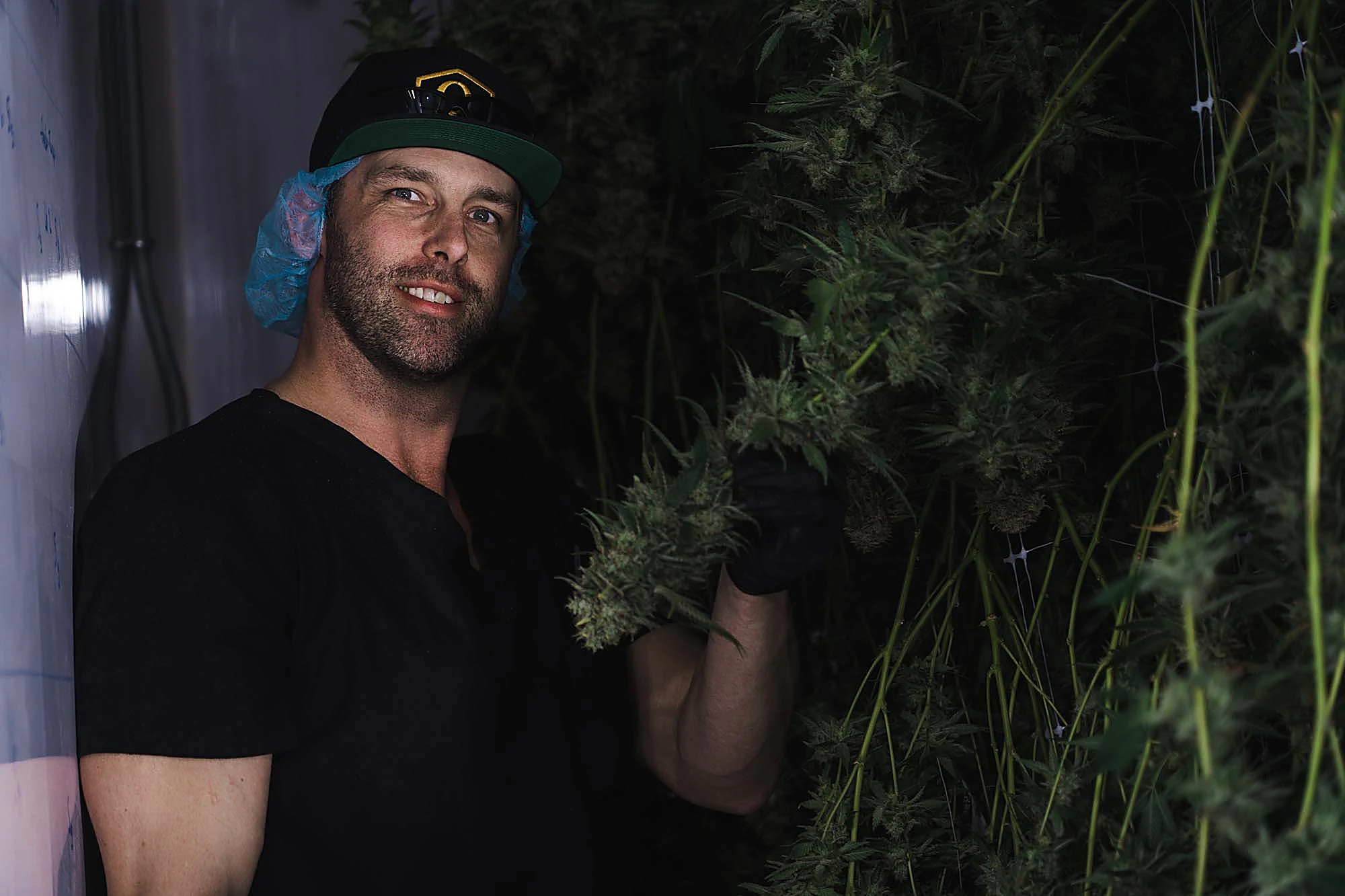 Quadessence cultivation