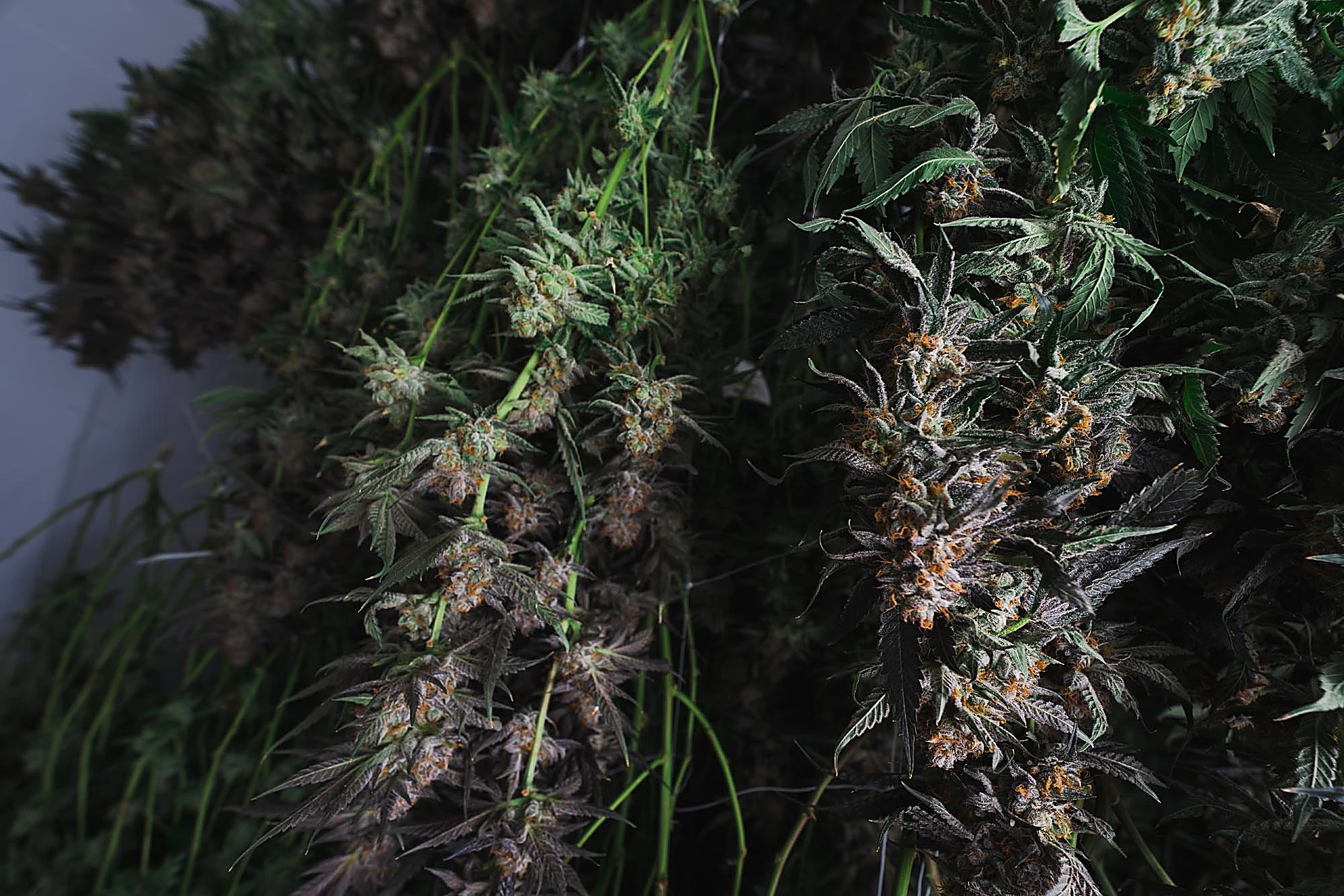 Quadessence cultivation