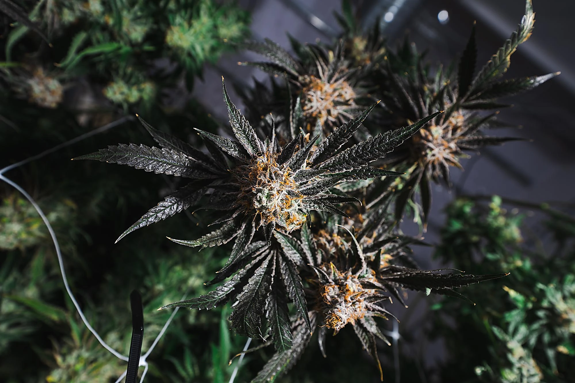 Quadessence cultivation