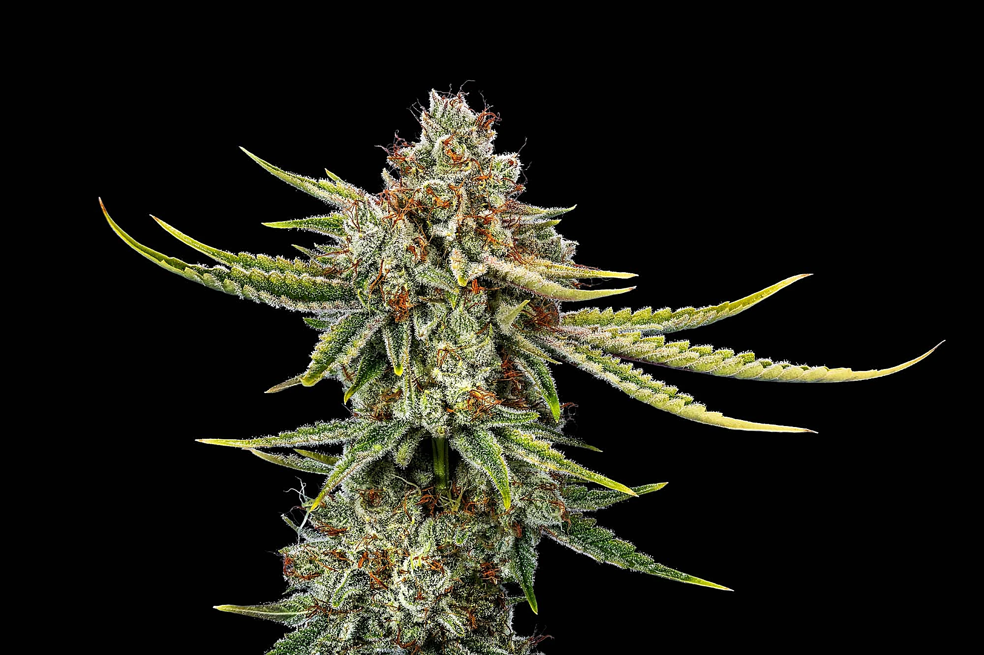 Cannabis close-up