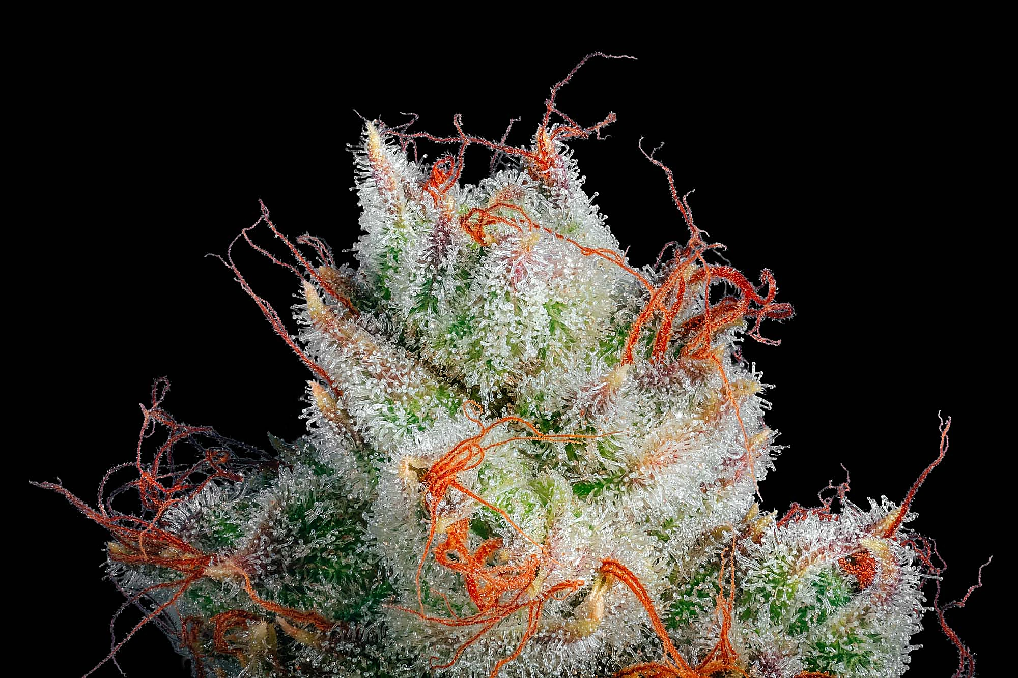 Cannabis flower